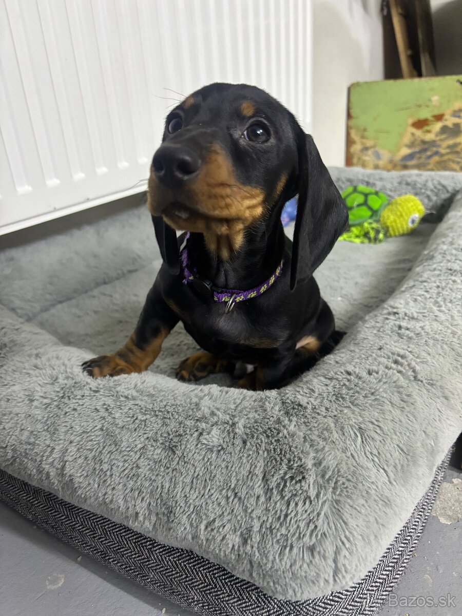 Jazvečík kratkosrstý - 8