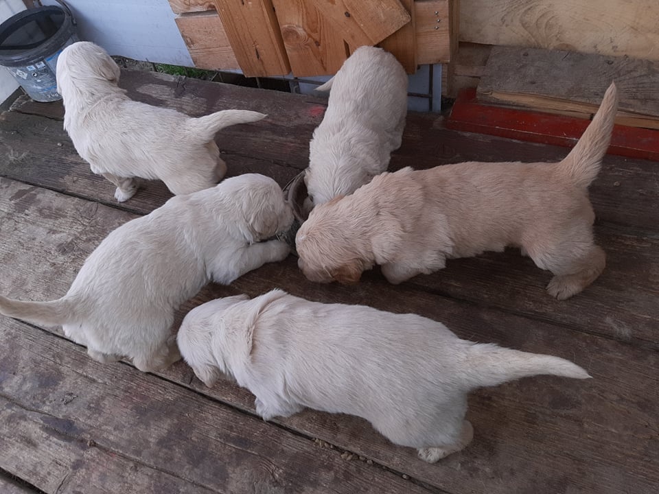 Zlatý retriever - 8