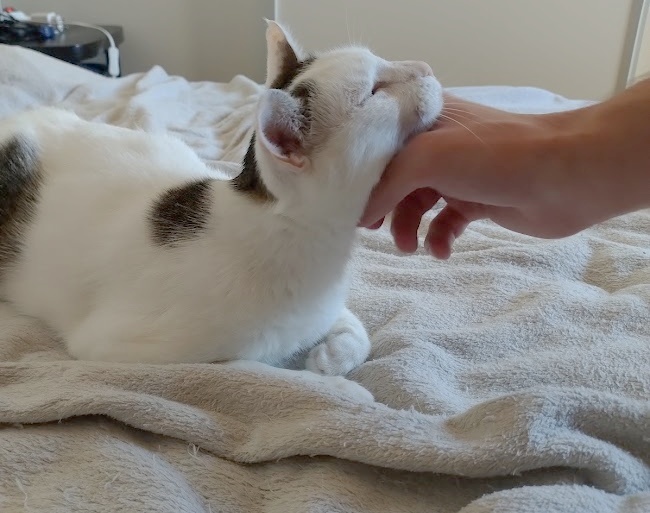 stelesnenie pokoja - 8