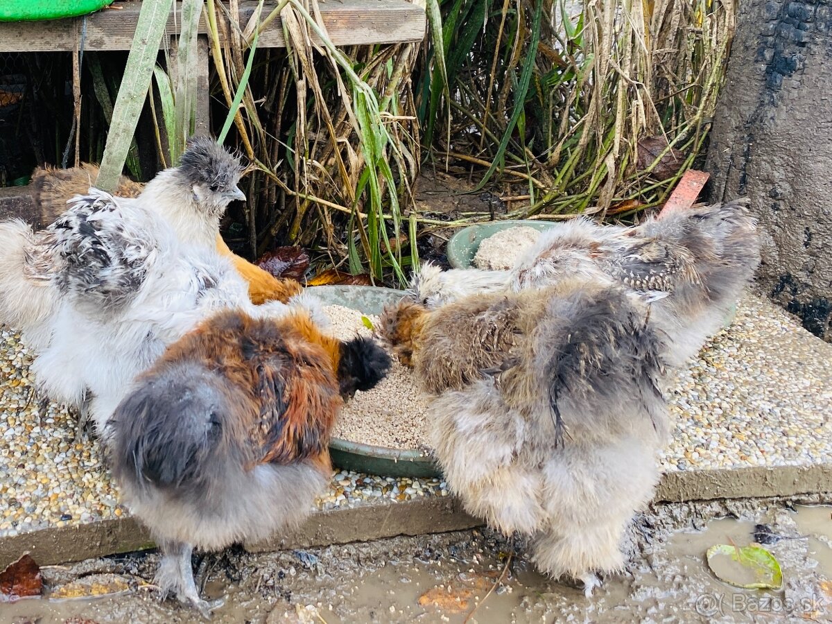 Predam mlade hodvabnicky - 8