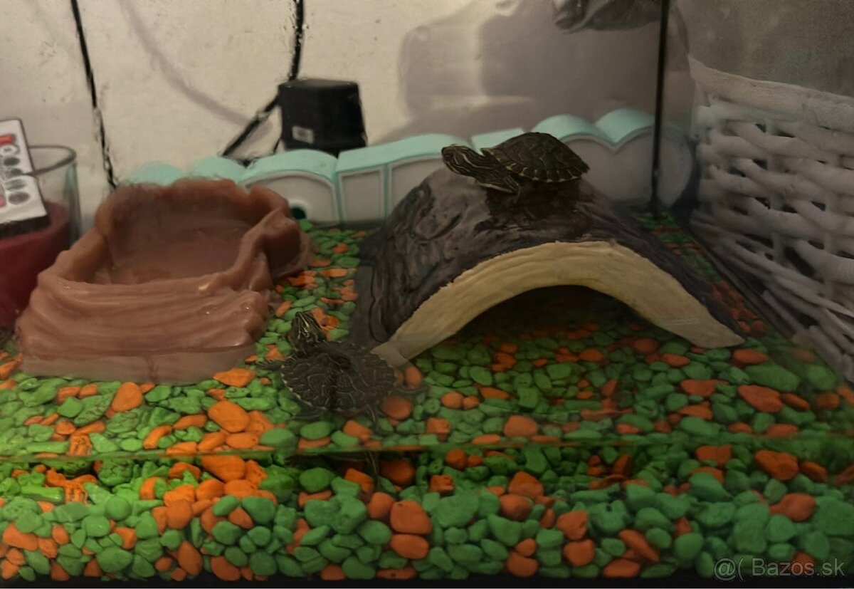 Korytnačka - 8