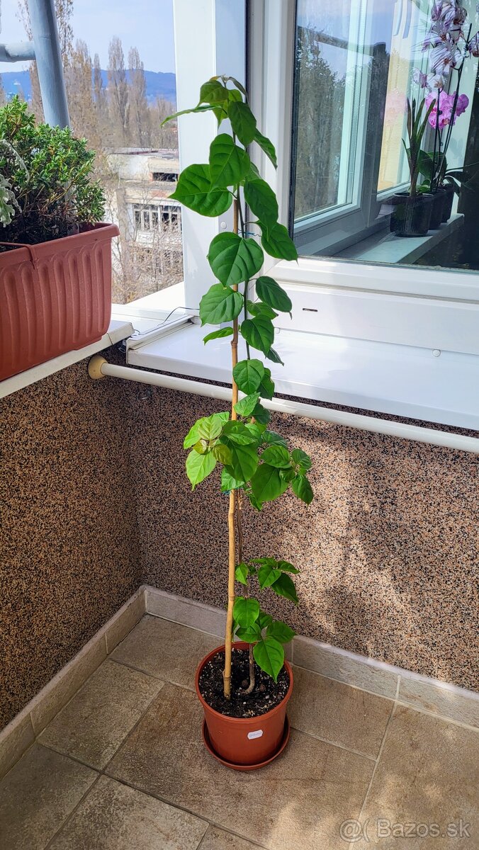 Bugenvilea (Bougainvillea) cyklámenová - 8