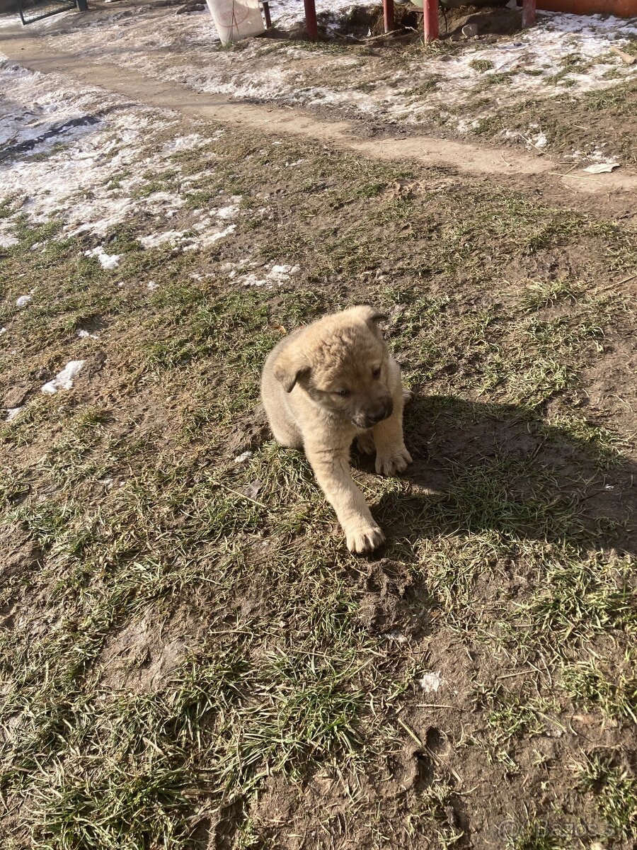 Predám šteniatka - 8