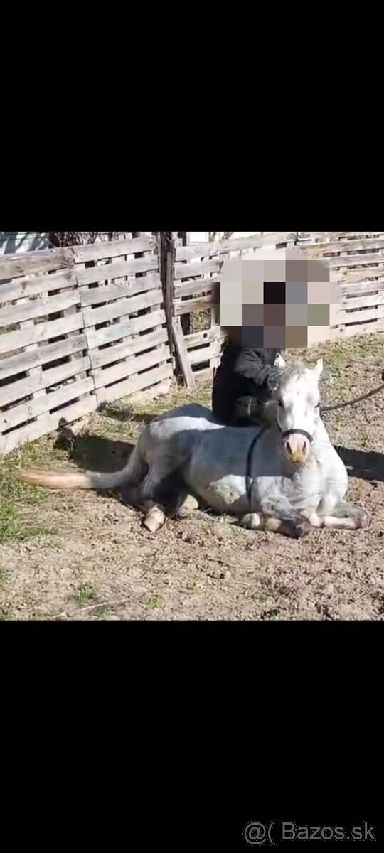 Pony kobylka - žrebná - 8