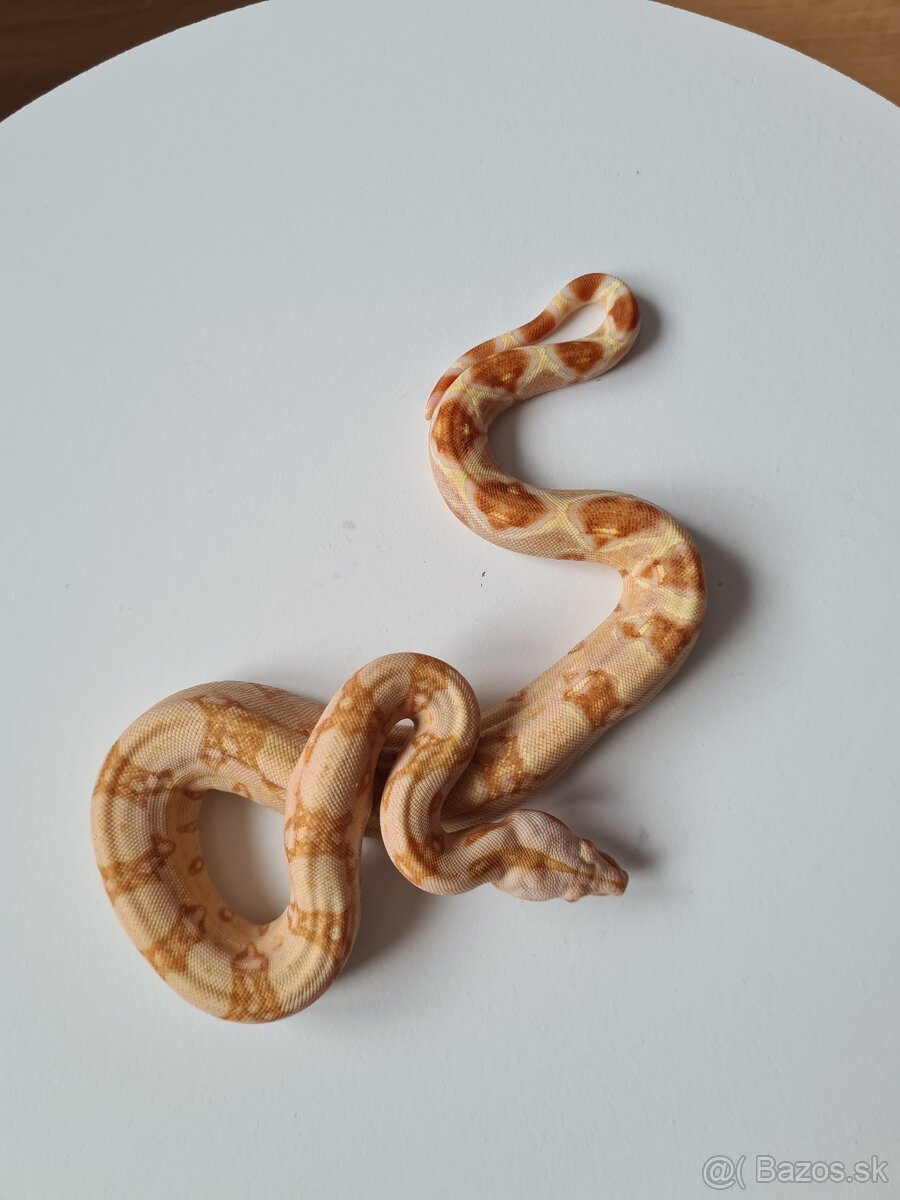 Veľhad Královský-Boa Constrictor tohto ročné - 8