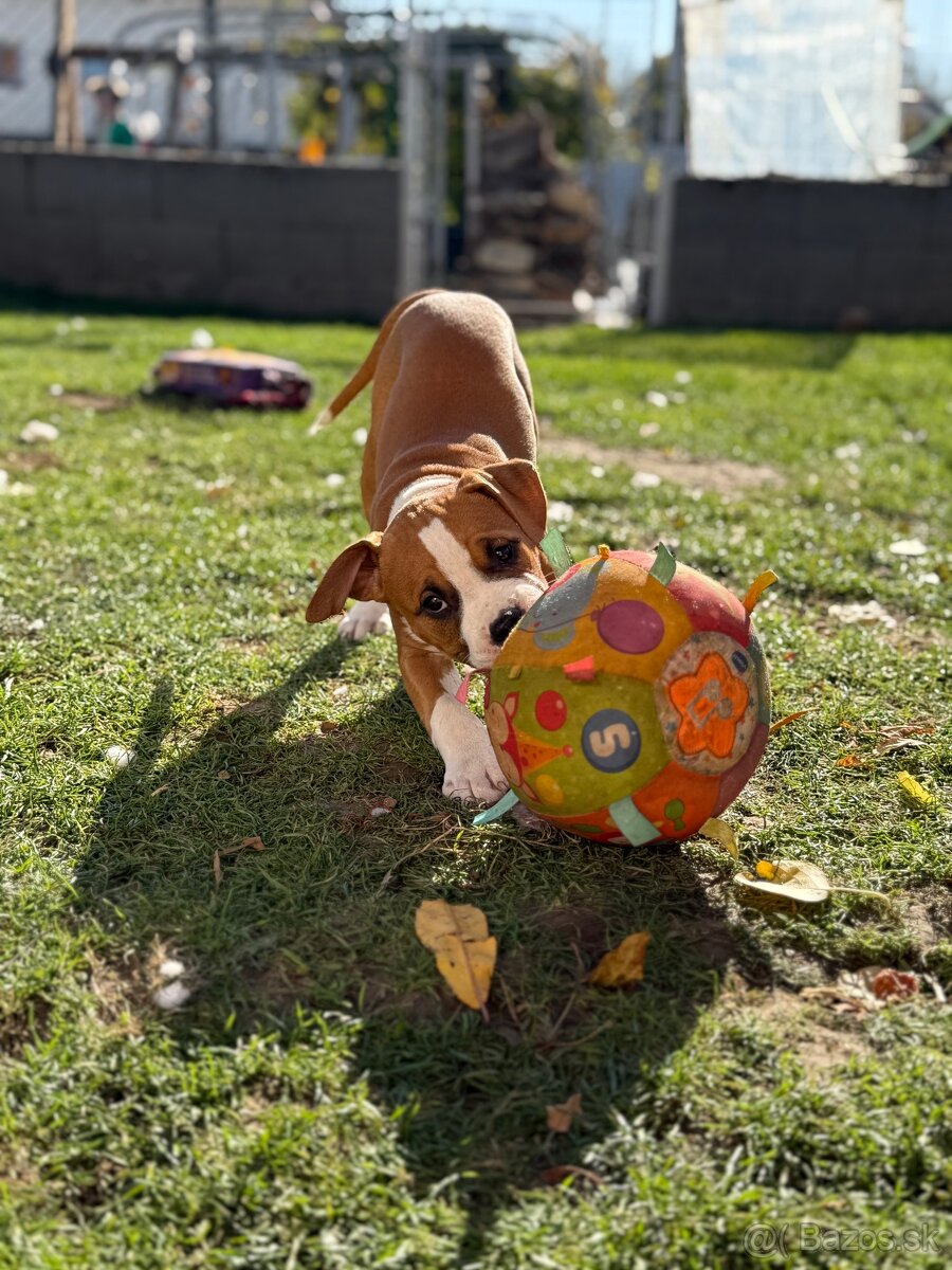 Americký stafordšírsky teriér s PP - 8