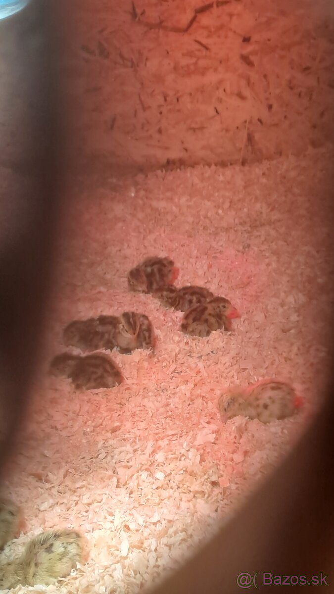 Kohuty Faraon Jumbo - 8