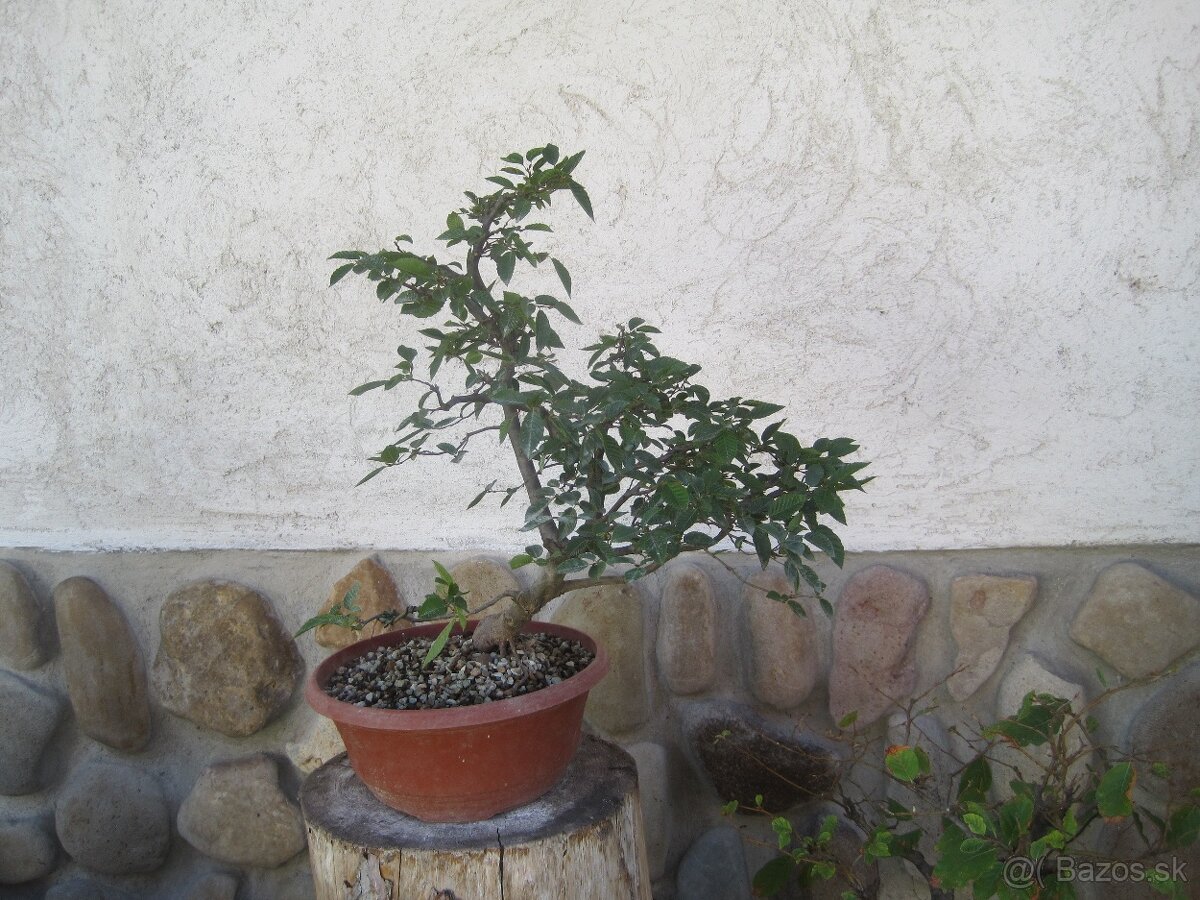 bonsai,bonsaj-hrab 4 - 8