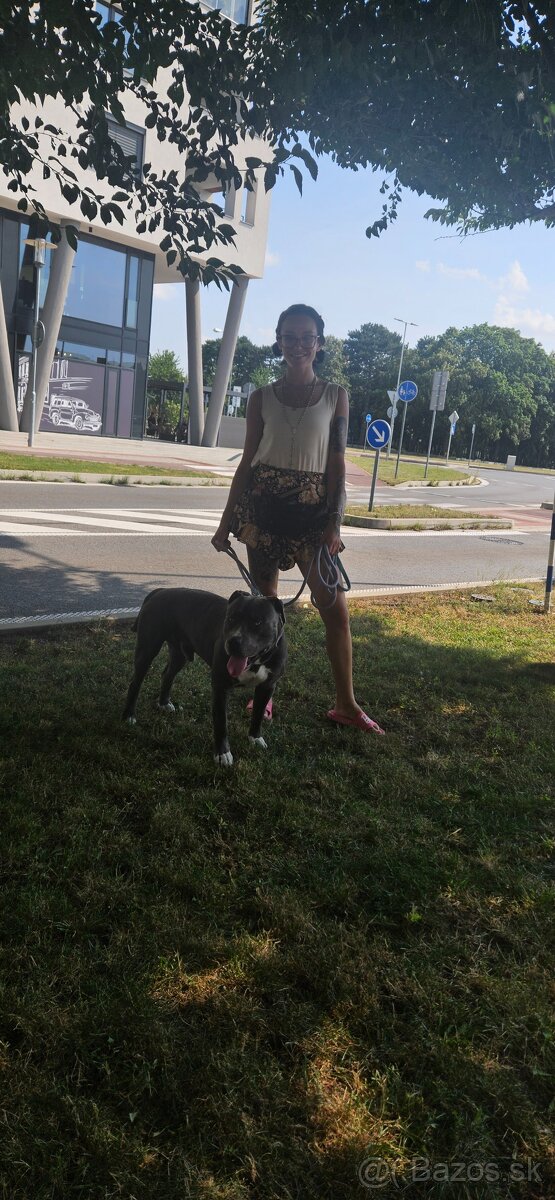 Krytie - Americky Stafordsirsky terier - 8