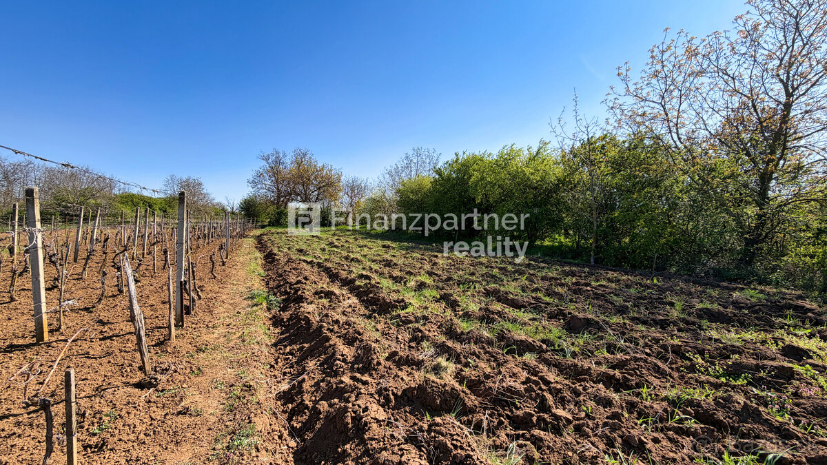 Záhrada 2190 m², Čechynce, Nitra - 8