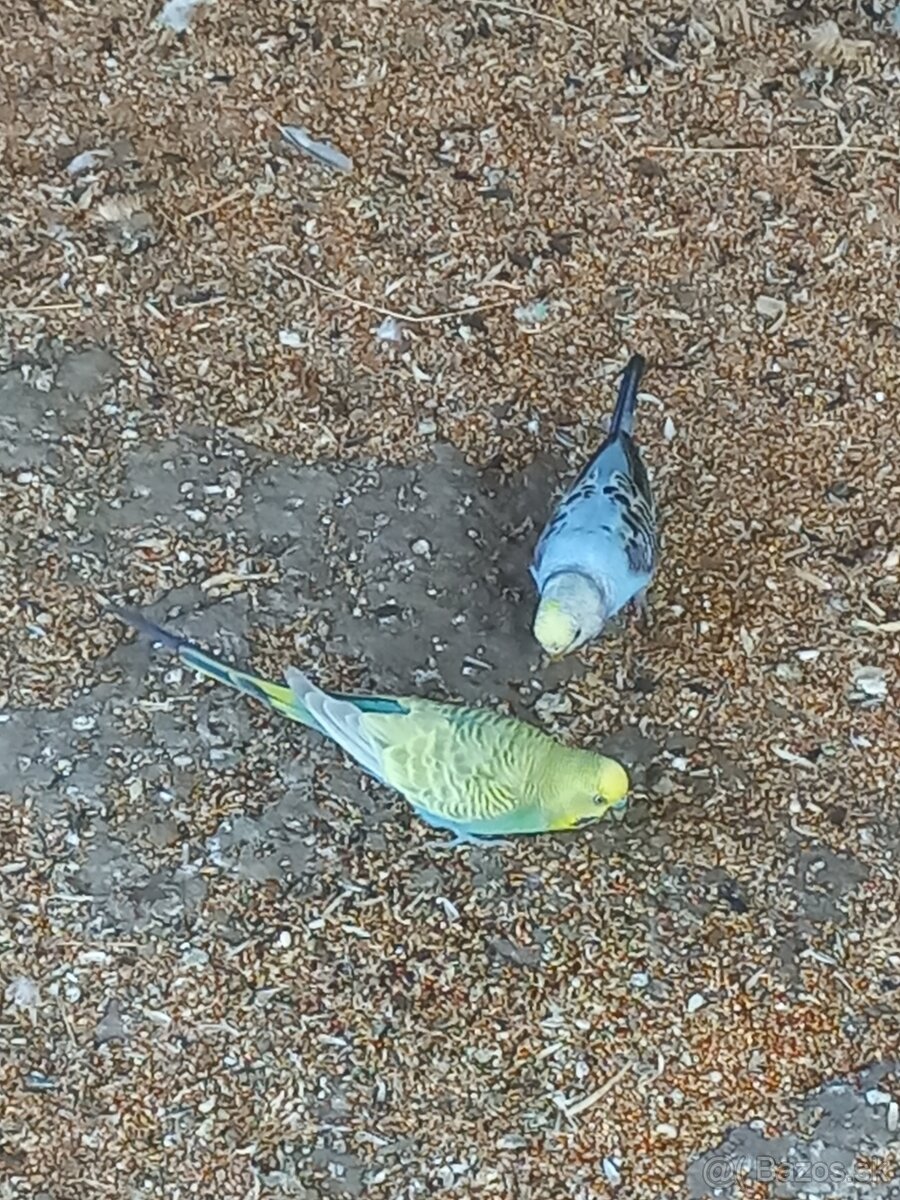 Andulka - Papagájec vlnkovaný - 8