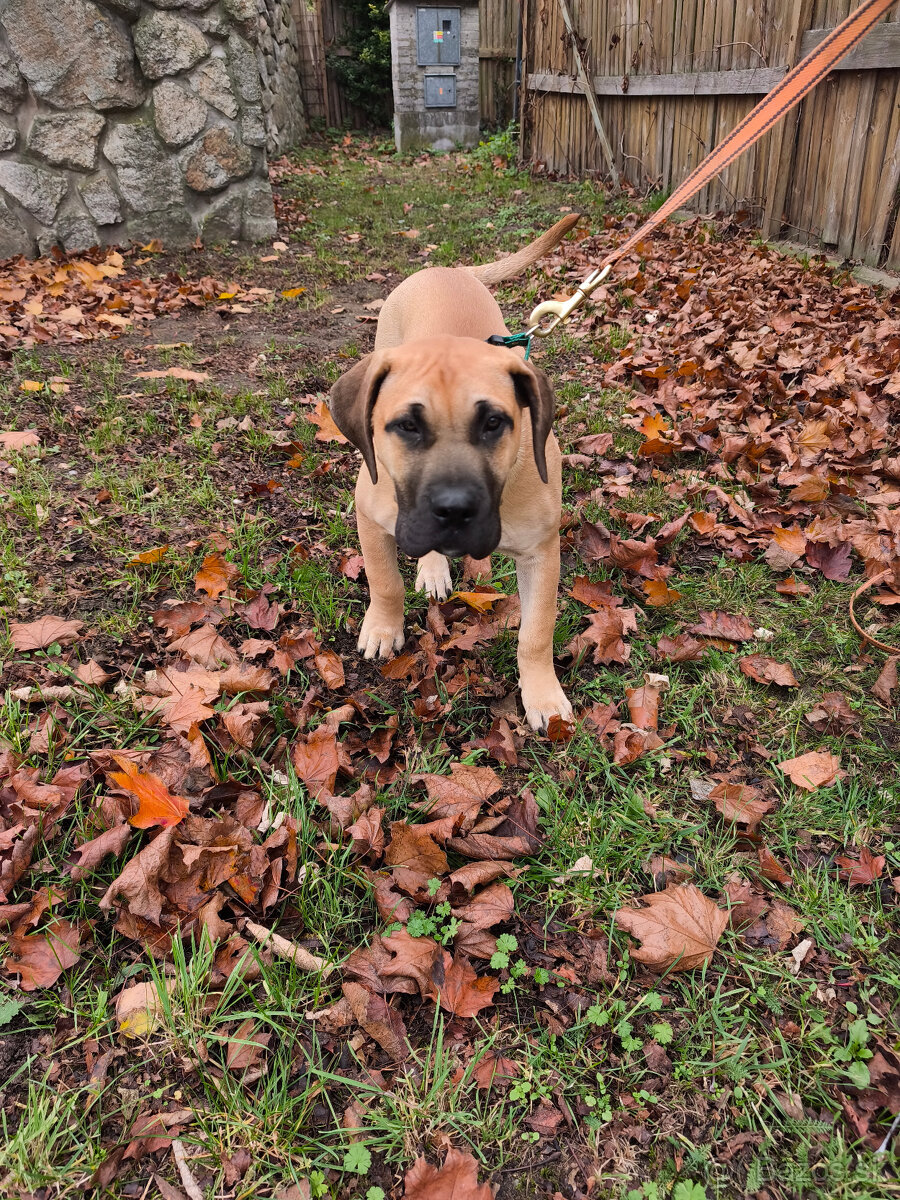 Krásna fenecka Kanárska Doga / Presa Canario s PP - 8