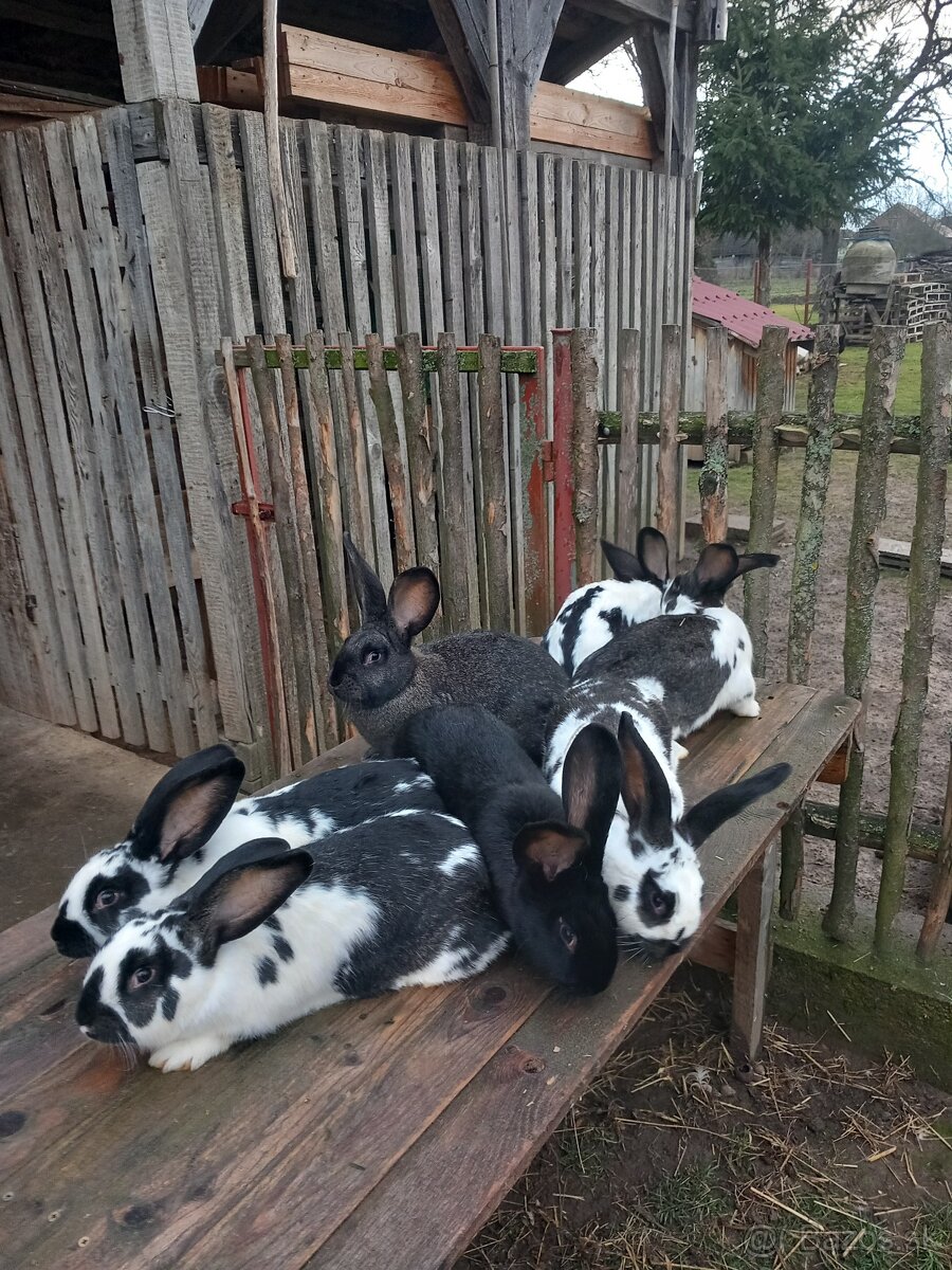 Predám králiky . - 8