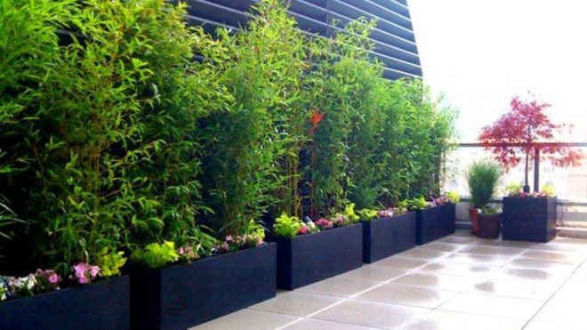 1-4 metrové žlté a zelené bambusy. - 8