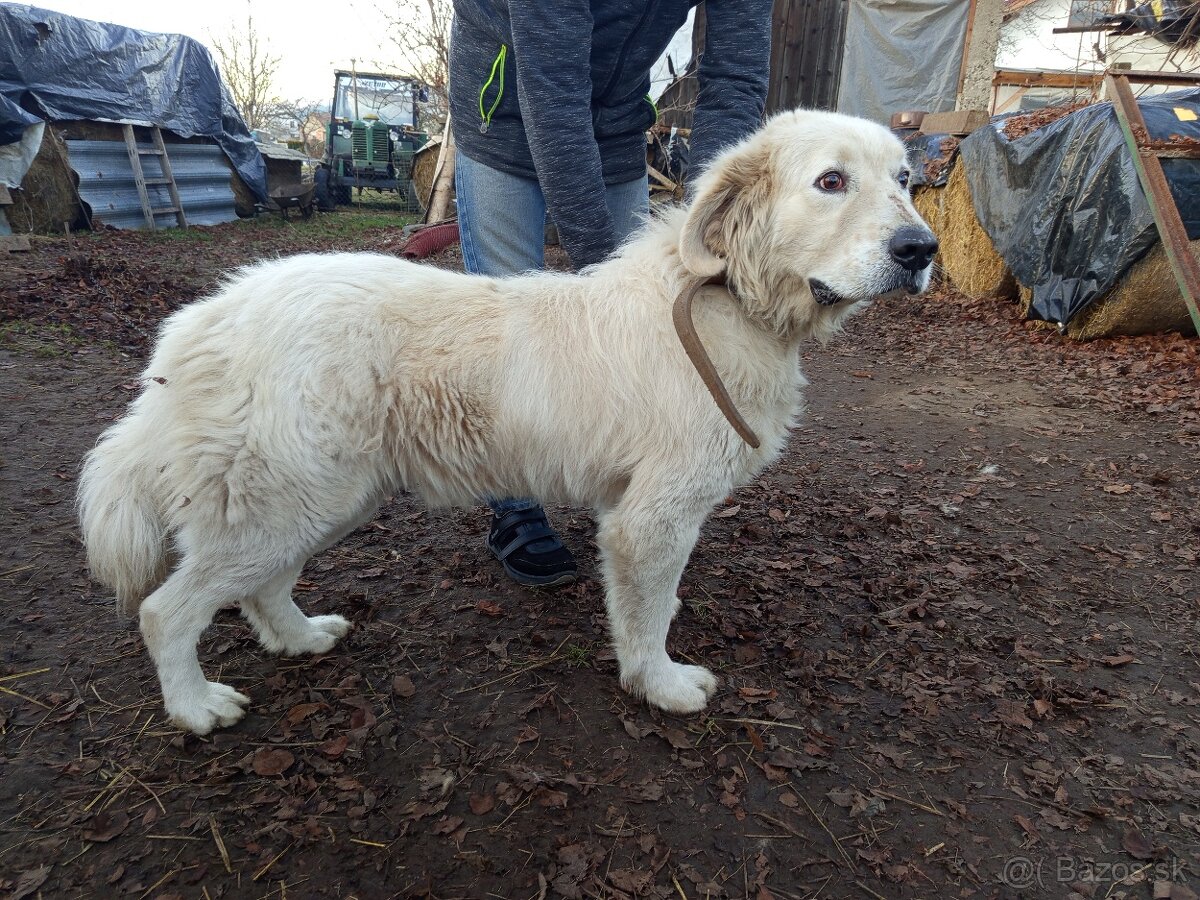 SLOVENSKÝ ČUVAČ - 8