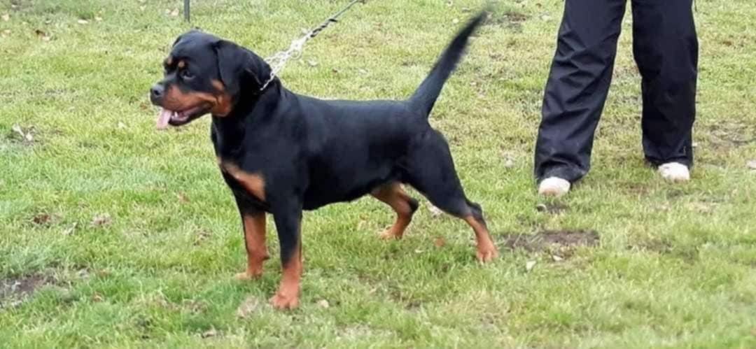 šteniatka rotvajlera - 8