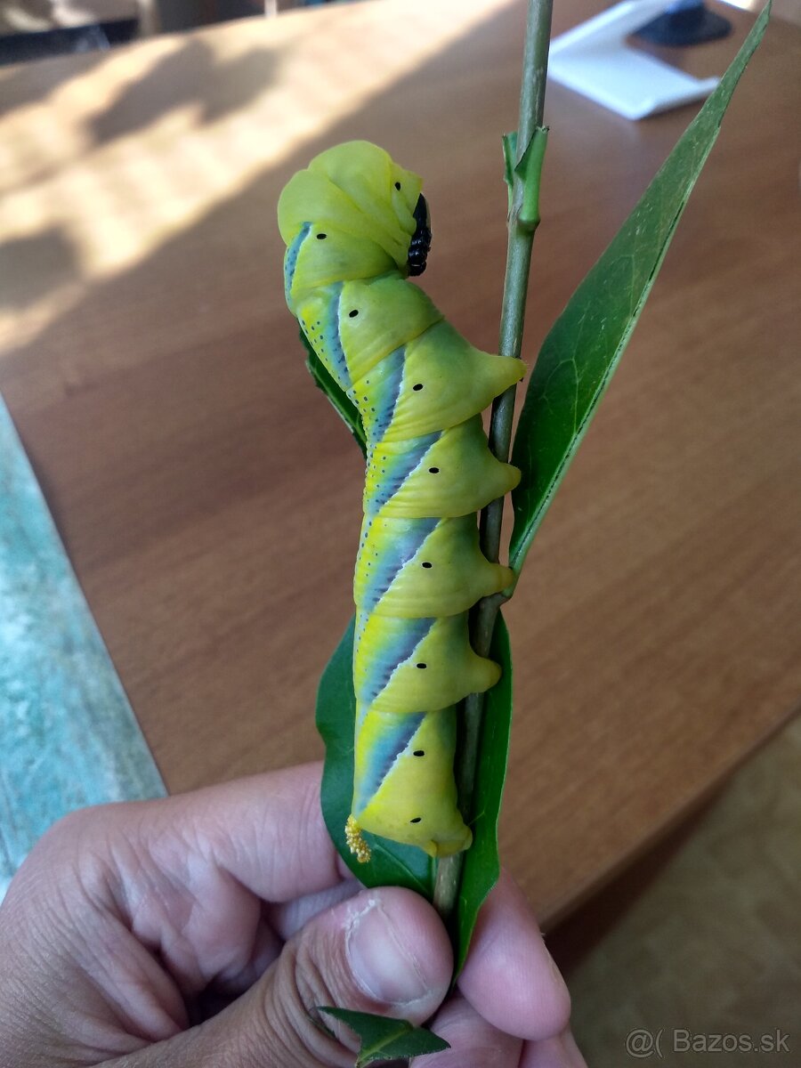 Acherontia atropos - 8