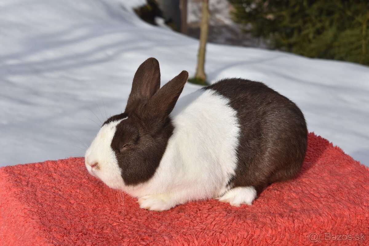 Predam Holandsky - 8