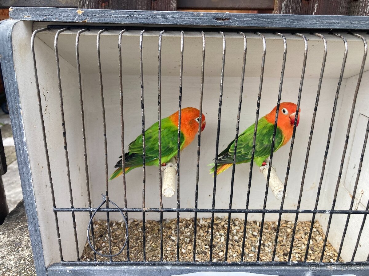 Agapornis fischeri - 8