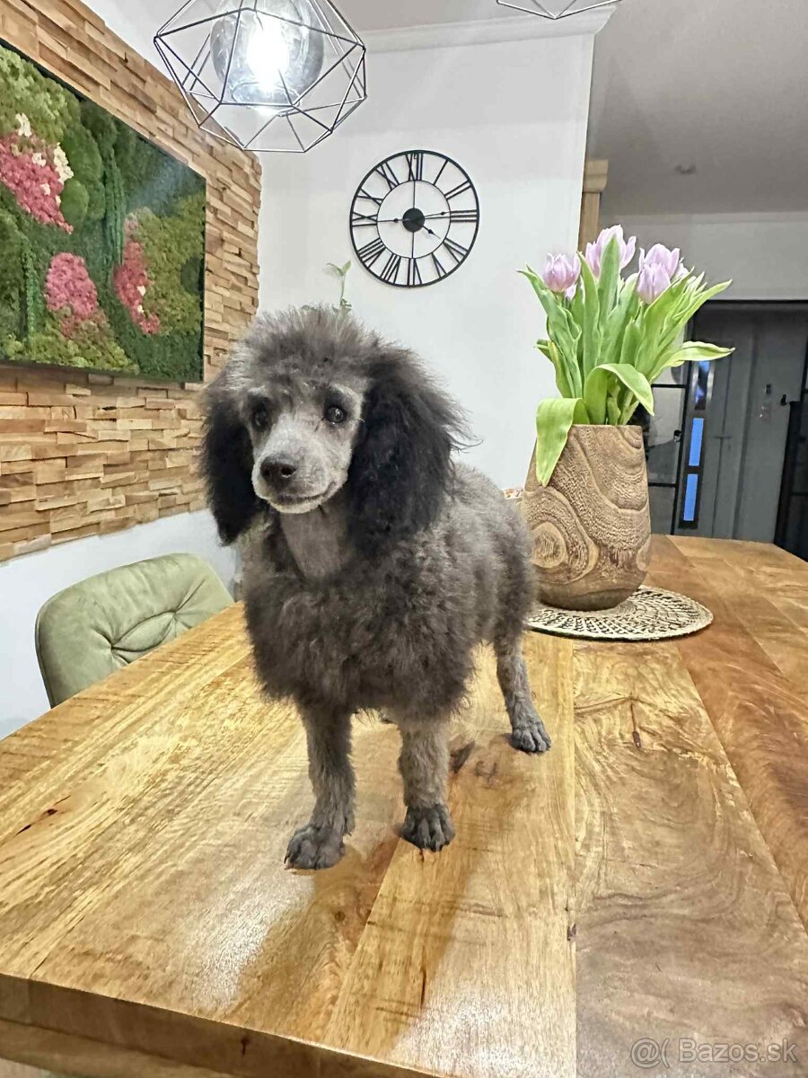 pudel,pudlík,pudlíček - 8