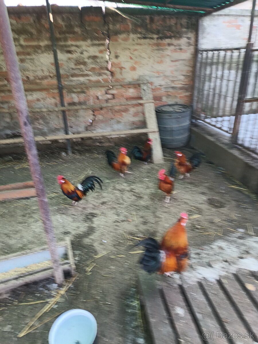 Predám Liliputky - 8