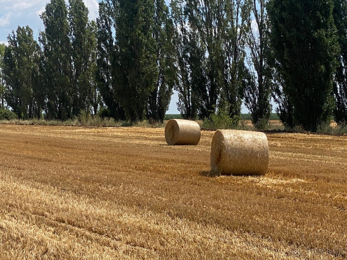 Slama z pod strechy - 8