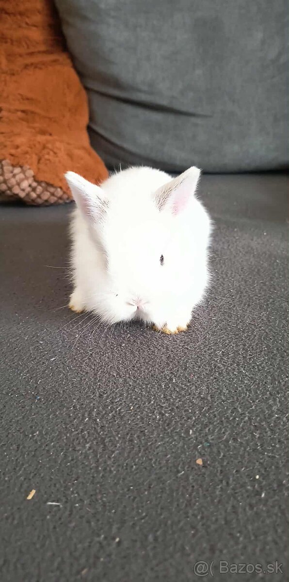 Zakrslý zajačik - 8
