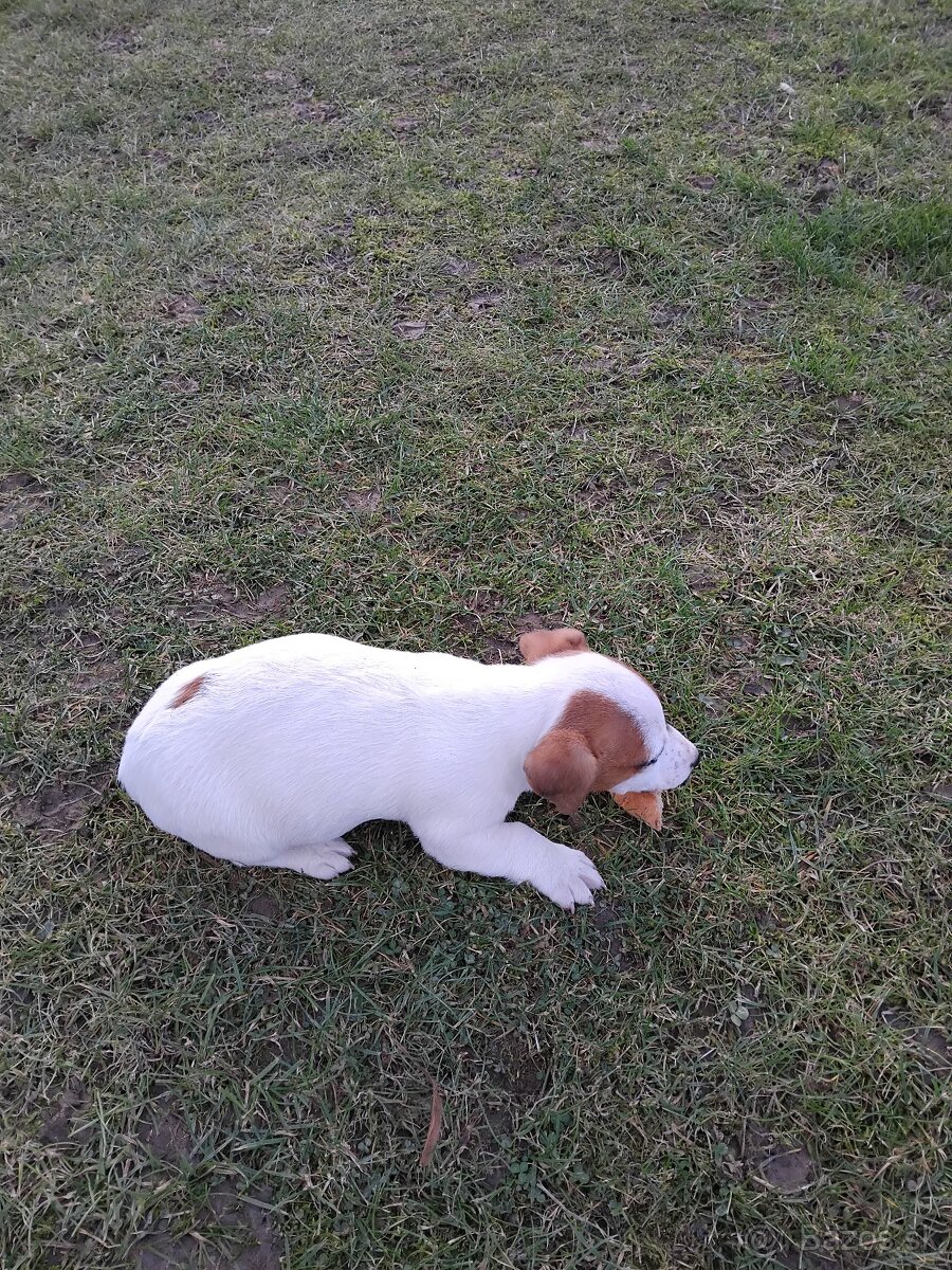Predám šteňatá Jack Russel Terier - 8