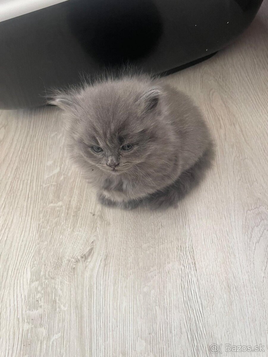 Kocúrik na krytie - 8