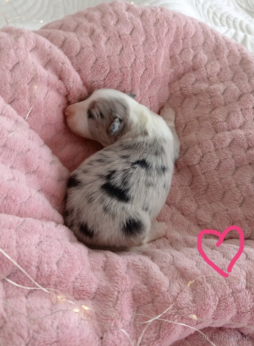 Border kólia s PP - 8