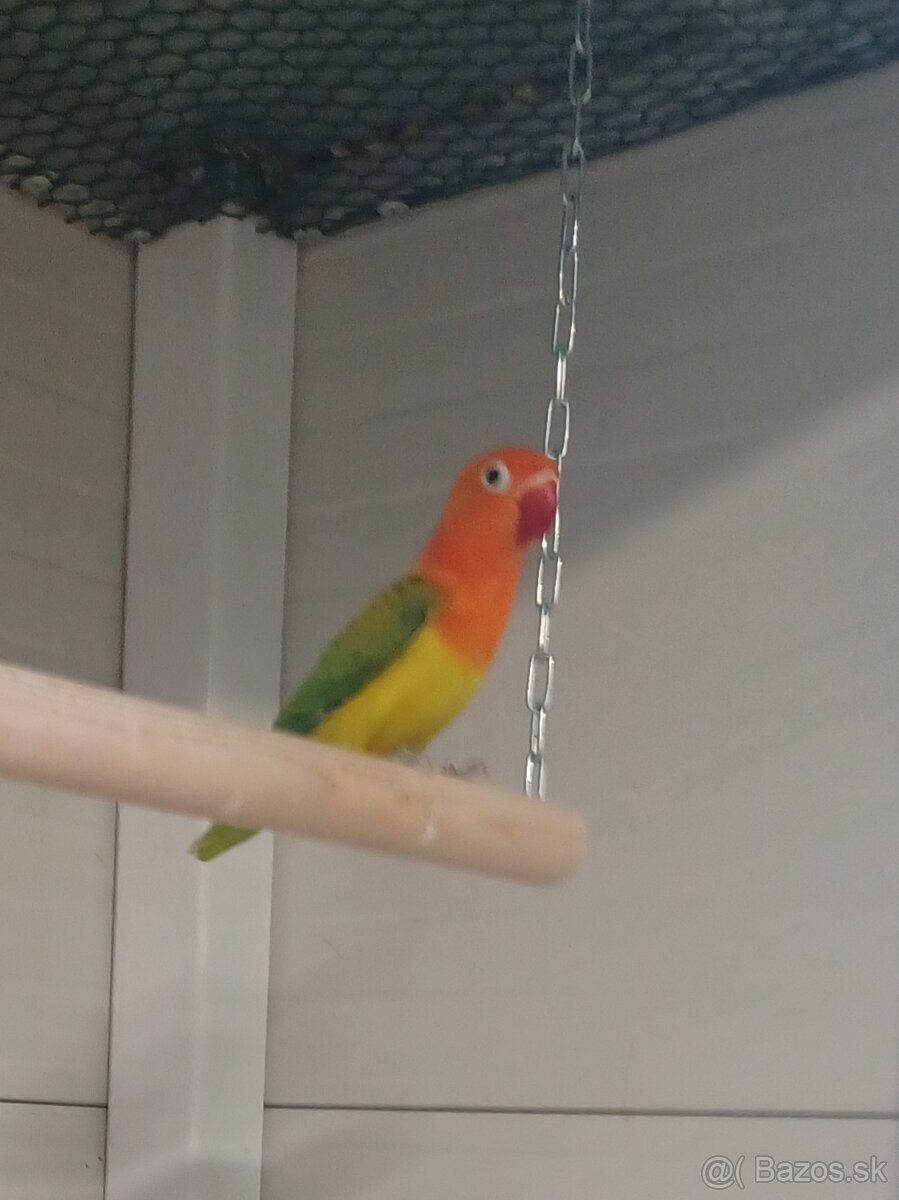 Agapornis fischeri - 8