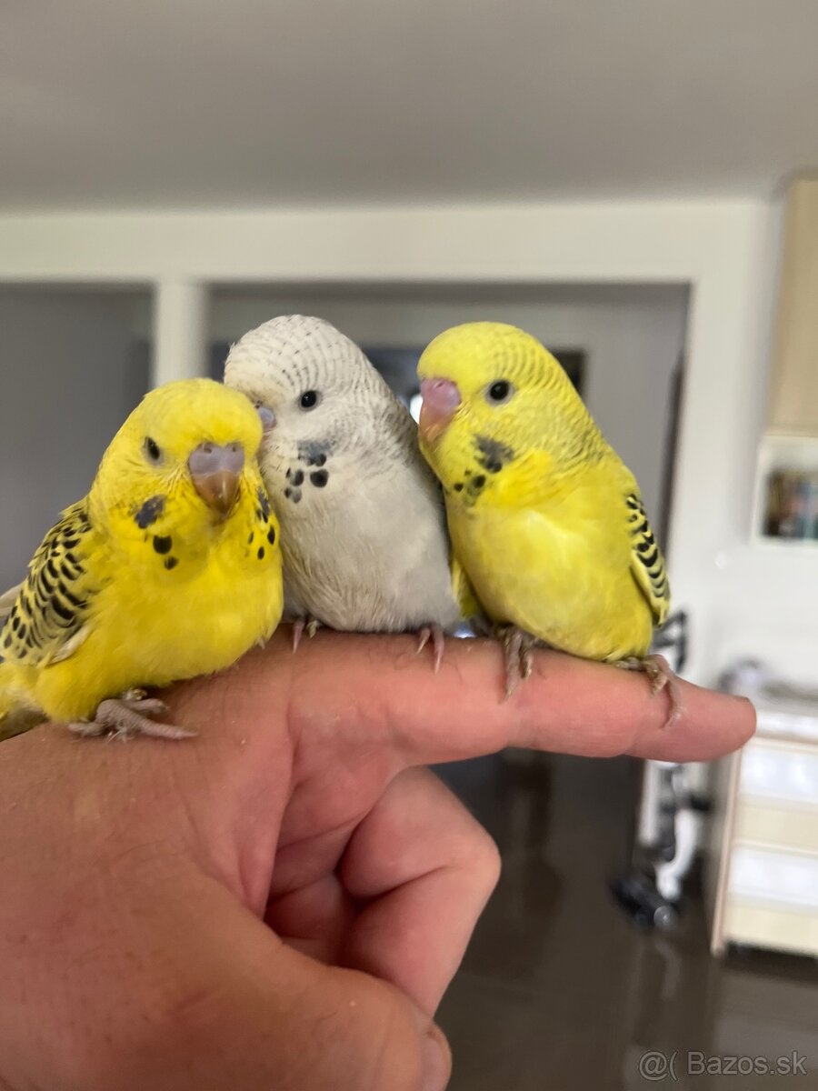 Andulka mlada Maznačik - 8