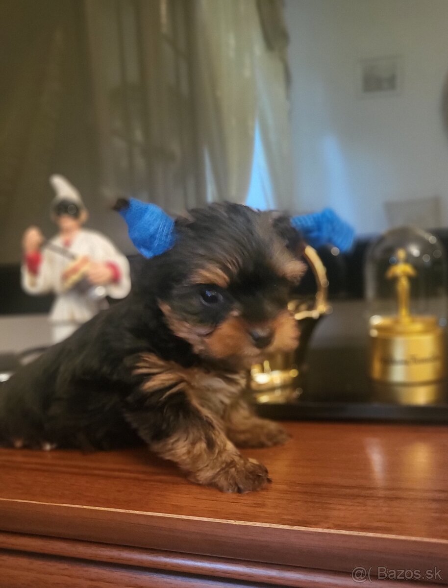 Yorkshirsky terier mini - 8