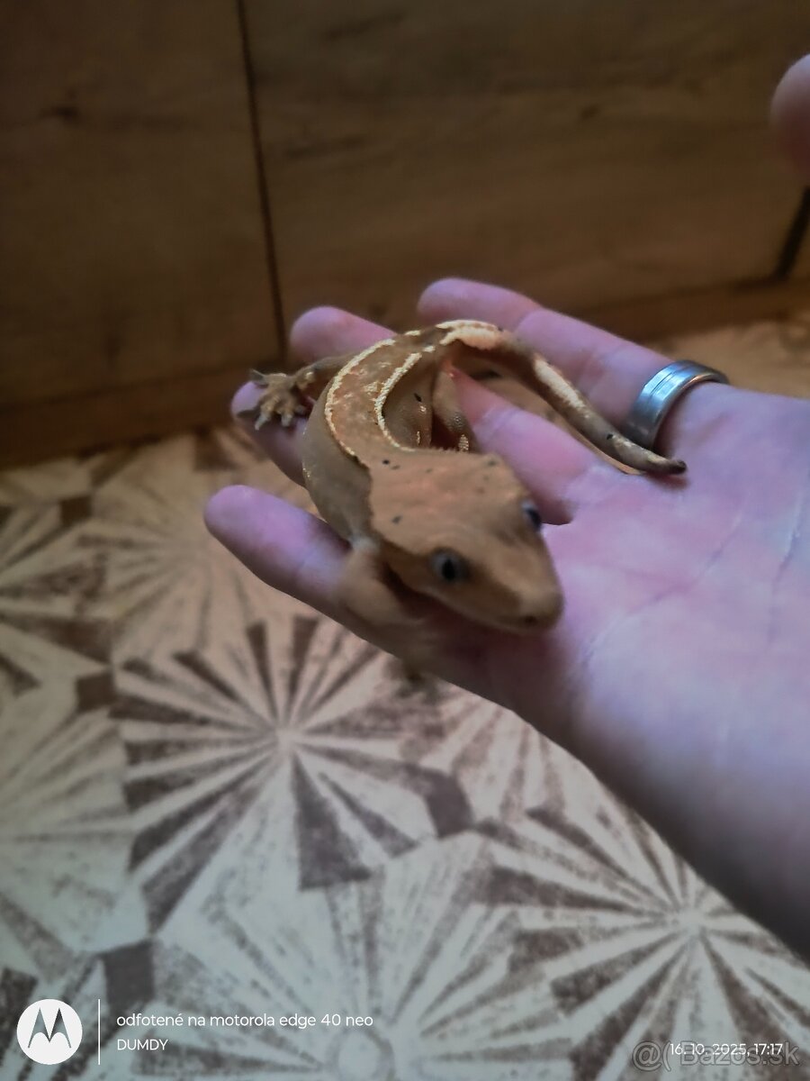 Pagekón riasnaty / Gekončik čínsky (Goniurosaurus hainanensi - 8