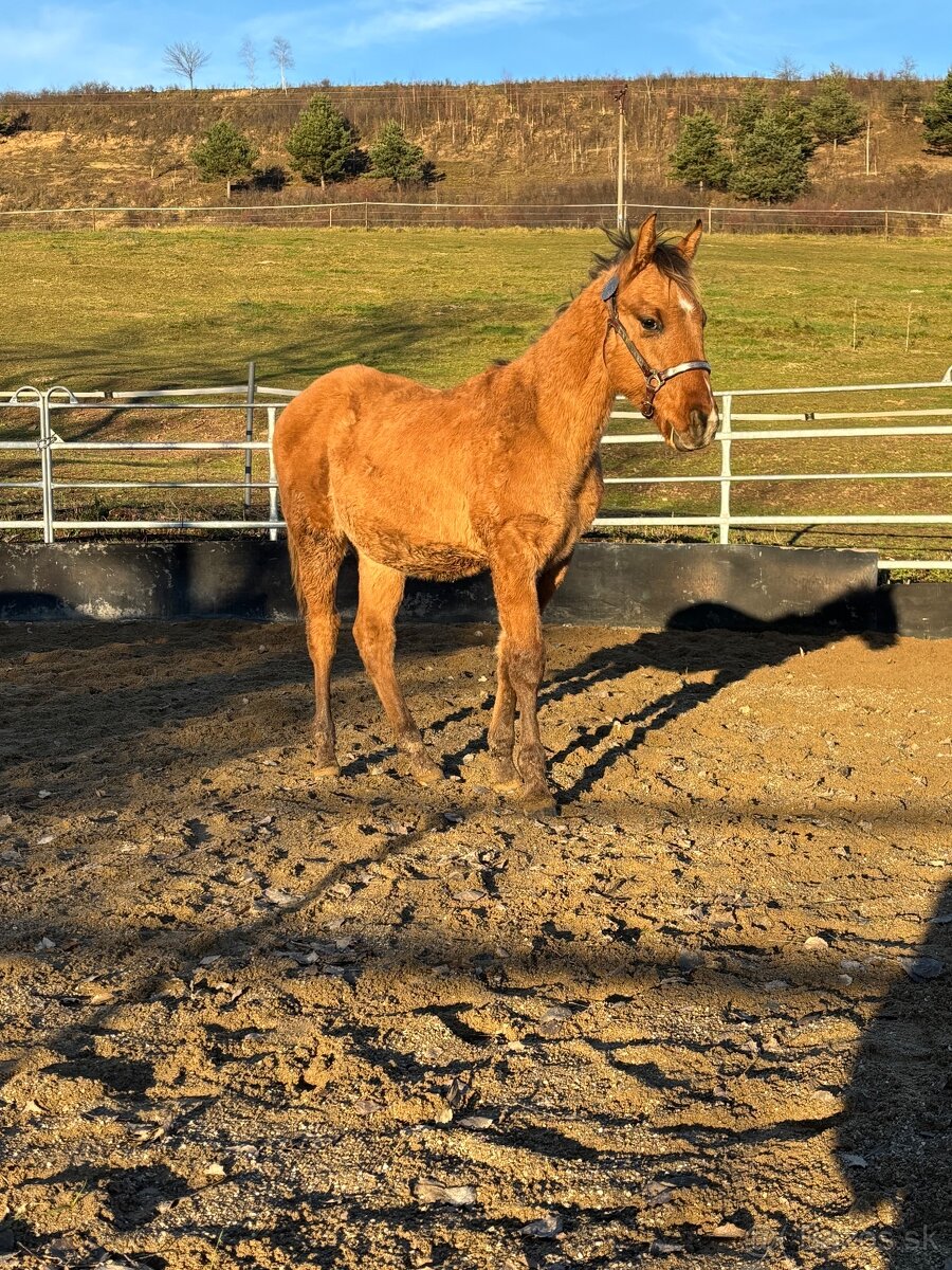 APH Žrebček DUN - 8