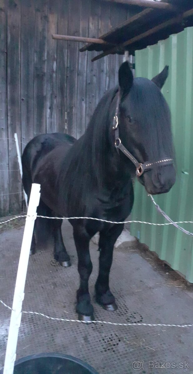 Fell pony pripustanie - 8