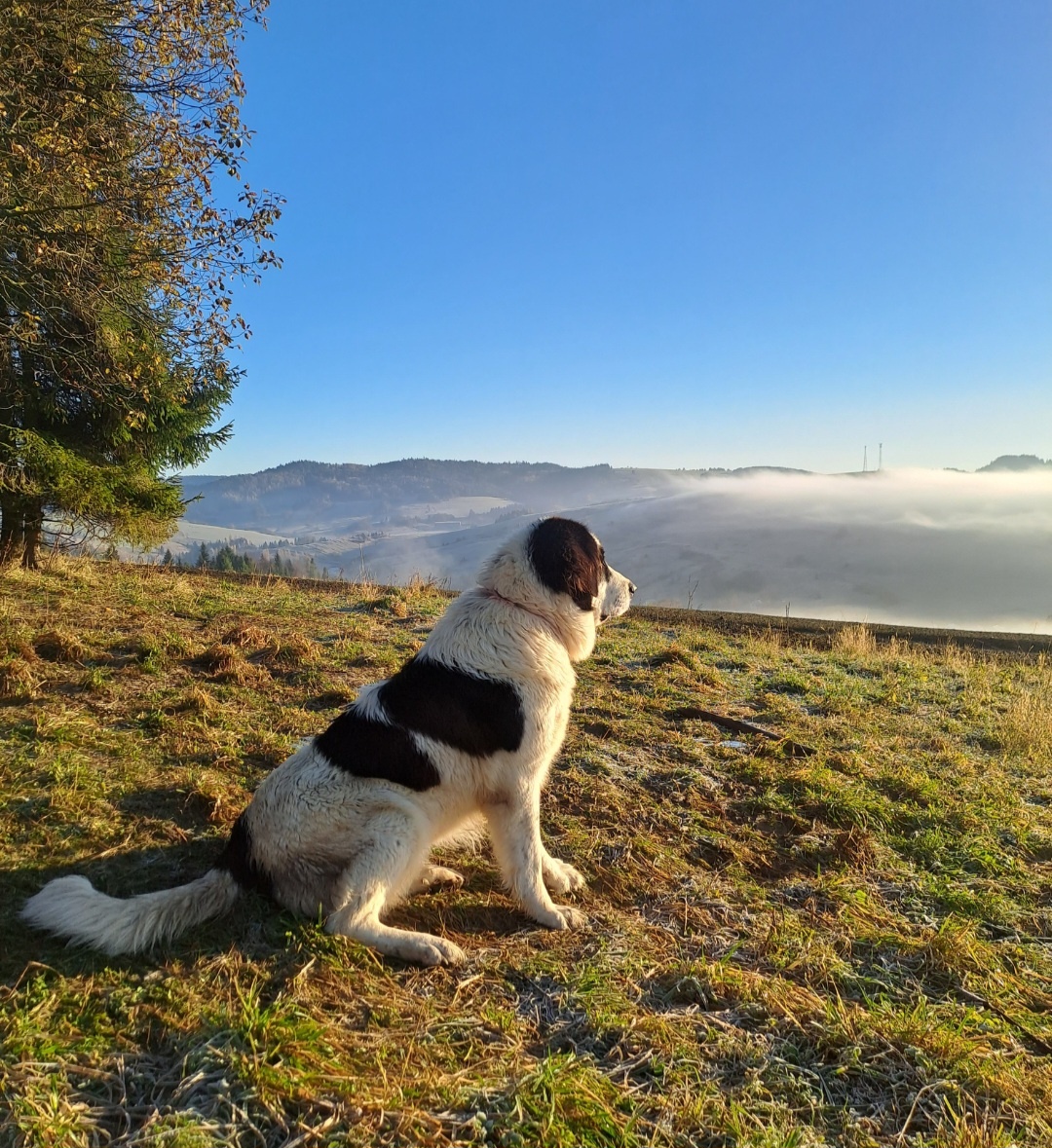 Rumunsky ovciak, Bukovina - 8