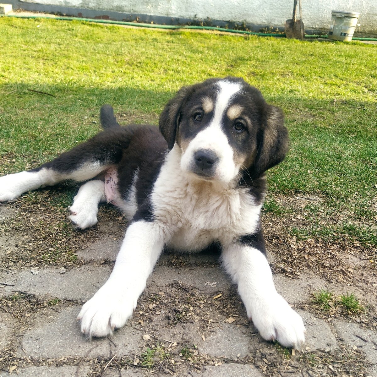 stredoázijský ovčiak - 8