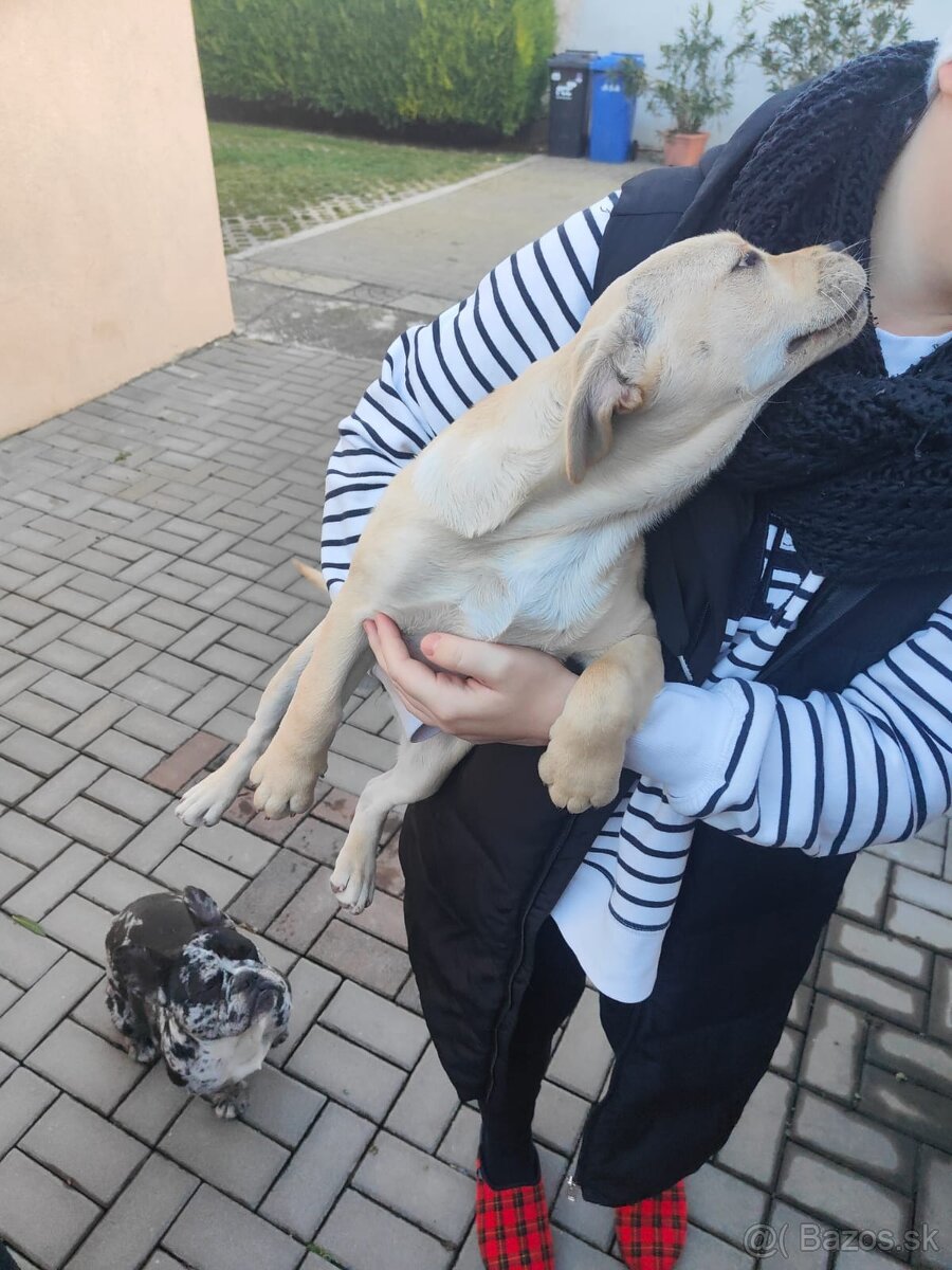 Darujem steniatko - 8