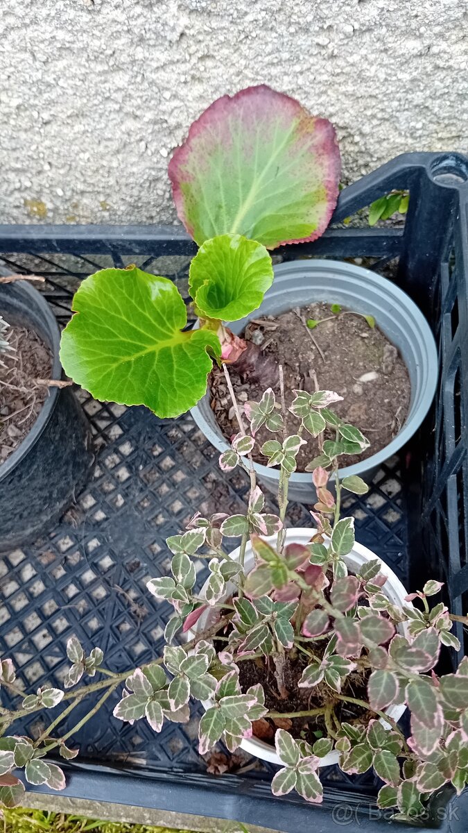 Predám rôzne trvalky - 8