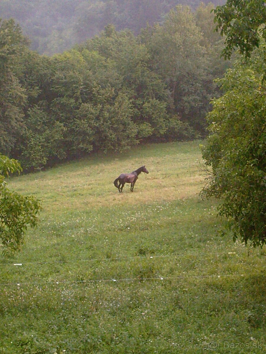 Predám "Nálezisko zlata" 10 ha v NP - 8