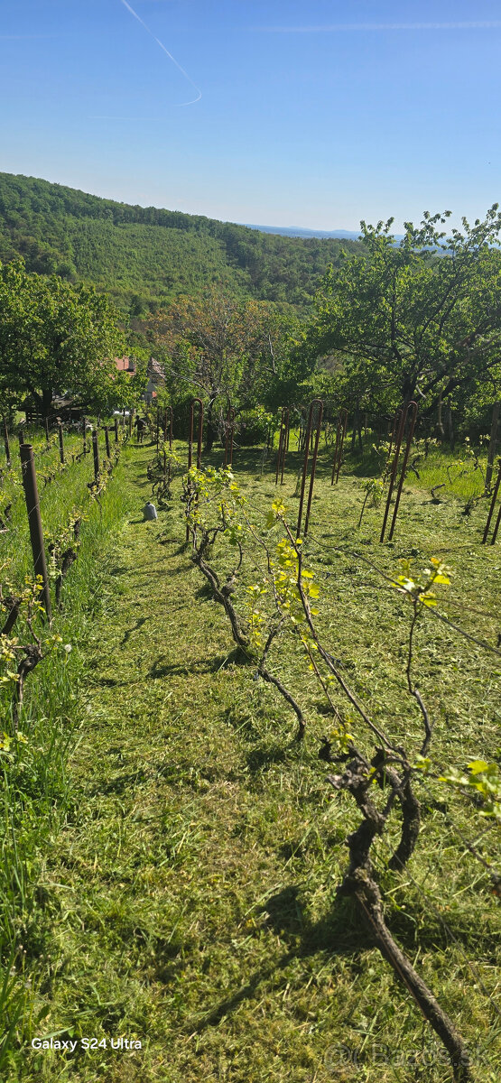 Pilenie a orezavanie stromov - rizikove - 8