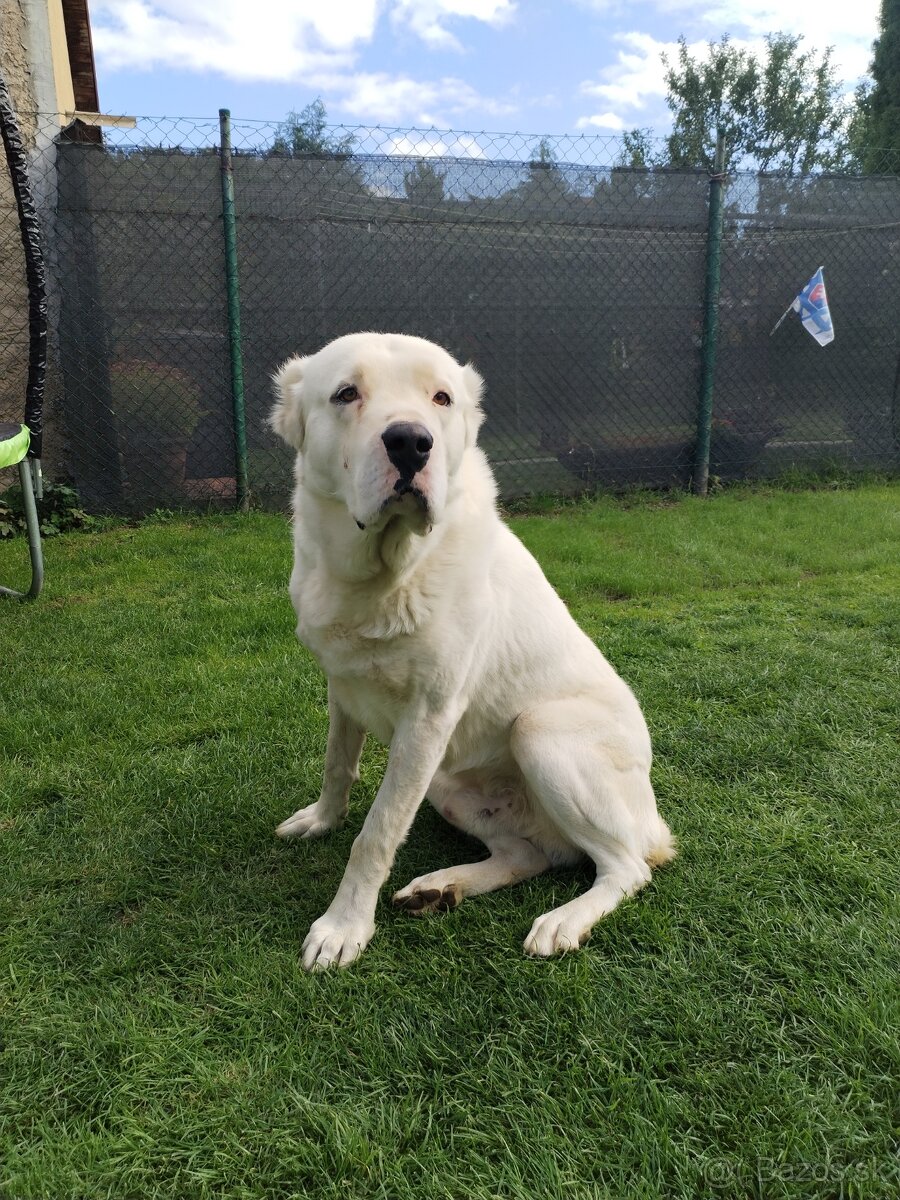 Stredoazijský ovčiak SAO - 8