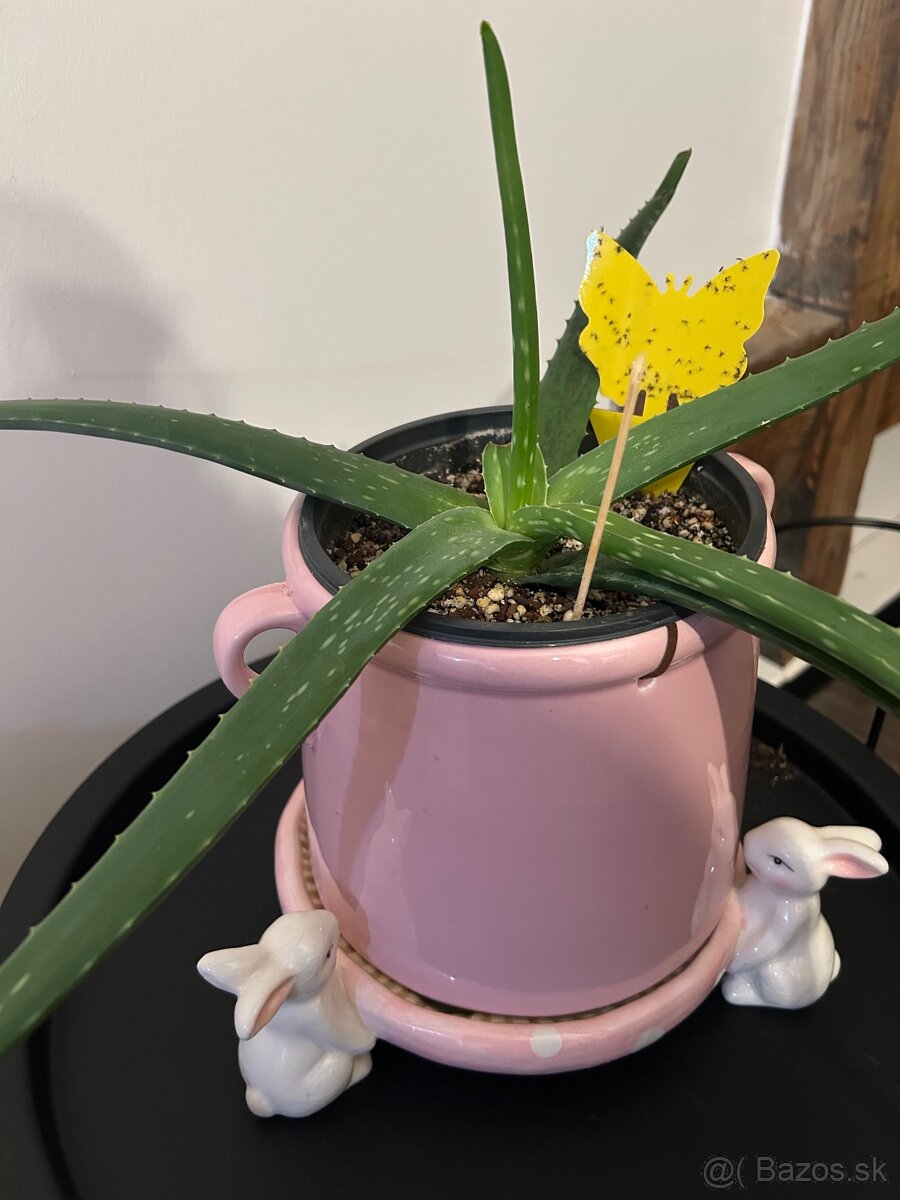 Zbierka izbových rastlín - 8