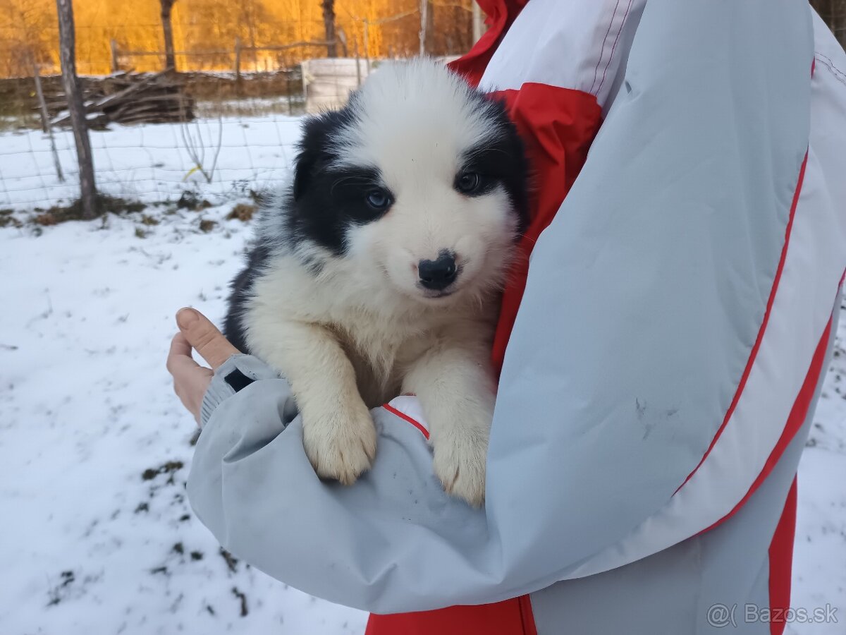 Border kolia šteniatka - 8