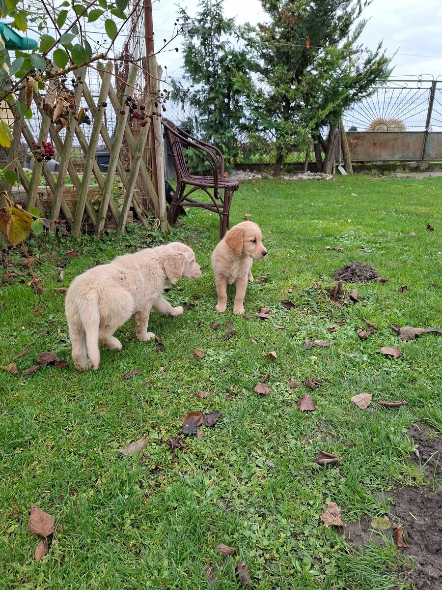 Zlaty retriever - 8