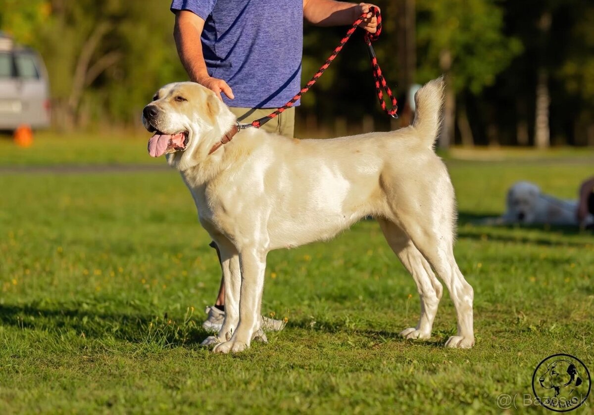 Stredoázijský ovčiak - 8