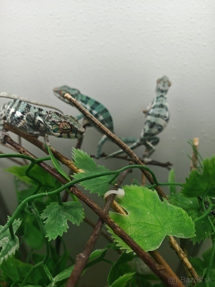 Predám chameleóna pardali nose be - 8