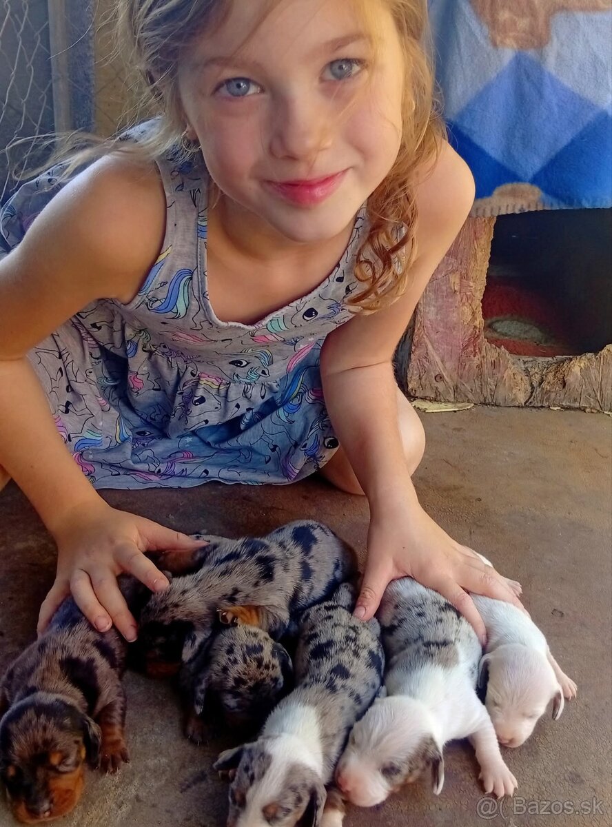 Predám merle jazvečíky - 8