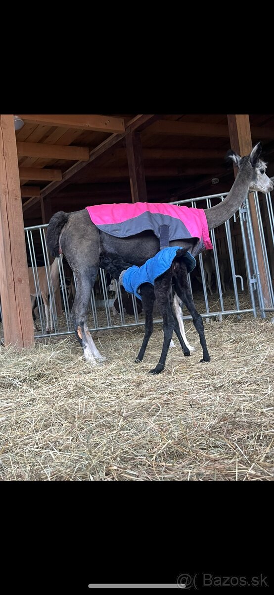 Lama Alpaka 2 samičky - 8